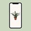 Bromelia Pineapple Zimmerpflanze 30 cm Topfmaß 12 cm