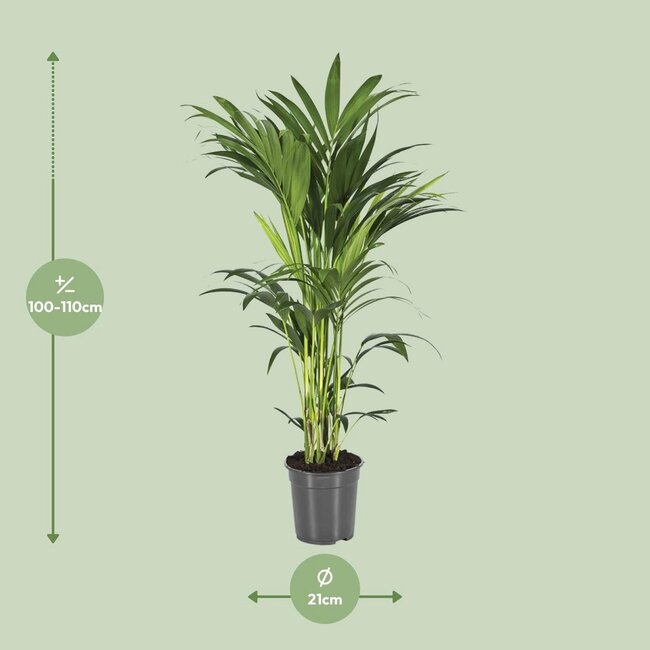 Howea Forsteriana houseplant 80 cm pot size 21 cm