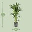 Howea Forsteriana houseplant 80 cm pot size 21 cm