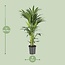 Howea Forsteriana Zimmerpflanze 80 cm Topfmaß 21 cm