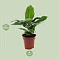 Musa Oriental Dwarf kamerplant 60 cm potmaat 12 cm