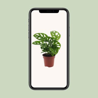 Koning Bamboe Monstera Monkey Leaf (Hole Plant) kamerplant 30 cm