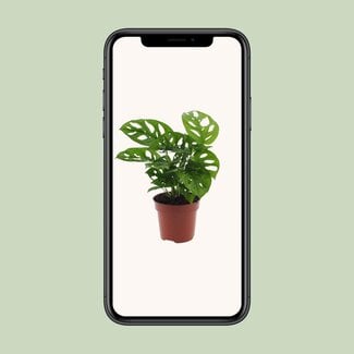 Koning Bamboe Monstera Monkey Leaf (Hole Plant) Zimmerpflanze 30 cm