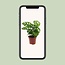 Monstera Monkey Leaf (Hole Plant) kamerplant 30 cm potmaat 12 cm