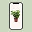 Monstera Monkey Leaf (Hole Plant) Zimmerpflanze 30 cm Topfmaß 12 cm
