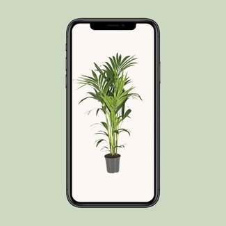 Koning Bamboe Howea Forsteriana Zimmerpflanze 130 cm