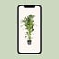 Howea Forsteriana houseplant 130 cm pot size 21 cm
