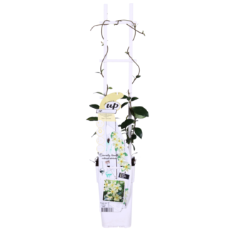 Koning Bamboe Trachelospermum Star of Toscana Tuscan Jasmine geel tuinplant 65 cm