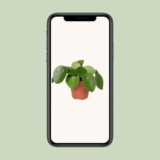 Koning Bamboe Pilea peperomioides Chinese money plant houseplant 20 cm