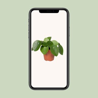 Koning Bamboe Pilea peperomioides Ufopflanze Zimmerpflanze 20 cm