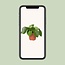 Pilea peperomioides Ufopflanze Zimmerpflanze 20 cm Topfmaß 12 cm
