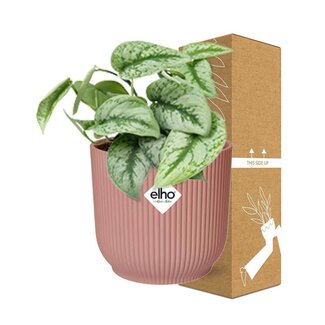 Koning Bamboe Scindapsus Pictus Trebie in ELHO Vibes Fold roze kamerplant 20 cm