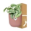Scindapsus Pictus Trebie in ELHO Vibes Fold pink houseplant 20 cm pot size 12 cm