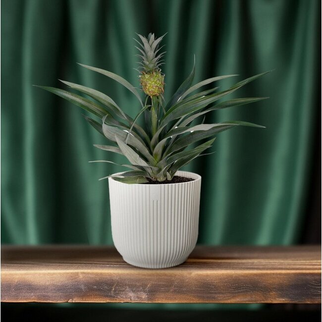 Bromelia Pineapple houseplant 30 cm pot size 12 cm