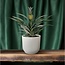 Bromelia Pineapple kamerplant 30 cm potmaat 12 cm