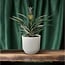Bromelia Pineapple Zimmerpflanze 30 cm Topfmaß 12 cm