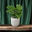 Monstera Monkey Leaf (Hole Plant) kamerplant 30 cm potmaat 12 cm