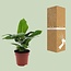 Musa Oriental Dwarf houseplant 60 cm pot size 12 cm