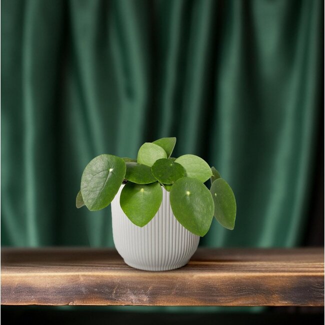 Pilea peperomioides Chinese money plant houseplant 20 cm pot size 12 cm