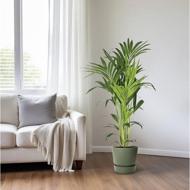 Howea Forsteriana houseplant 130 cm pot size 21 cm