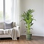 Howea Forsteriana kamerplant 130 cm potmaat 21 cm