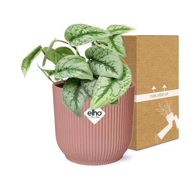 Scindapsus Pictus Trebie in ELHO Vibes Fold roze kamerplant 20 cm potmaat 12 cm