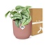 Scindapsus Pictus Trebie in ELHO Vibes Fold pink houseplant 20 cm pot size 12 cm