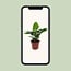 Musa Oriental Dwarf houseplant 60 cm pot size 12 cm
