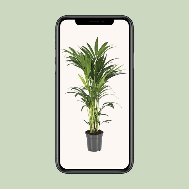 Howea Forsteriana kamerplant 80 cm potmaat 21 cm