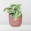 Scindapsus Pictus Trebie in ELHO Vibes Fold roze kamerplant 20 cm potmaat 12 cm