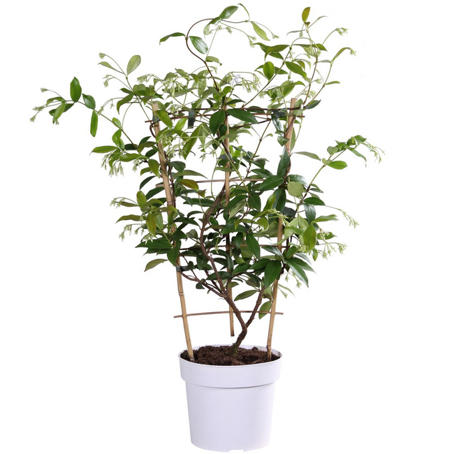 Trachelospermum Star of Toscana Tuscan Jasmine geel tuinplant 65 cm potmaat 15 cm