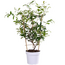 Trachelospermum Star of Toscana Tuscan Jasmine garden plant 65 cm pot size 15 cm