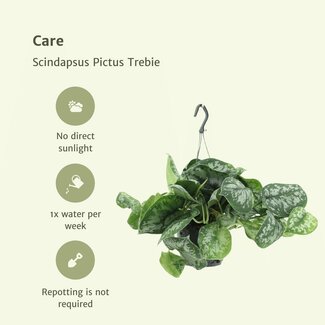 Koning Bamboe Scindapsus Pictus Trebie (Epipremnum) plantenset 2 stuks 25 cm