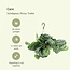 Scindapsus Pictus Trebie (Epipremnum) plantenset 2 stuks 25 cm potmaat 15 cm
