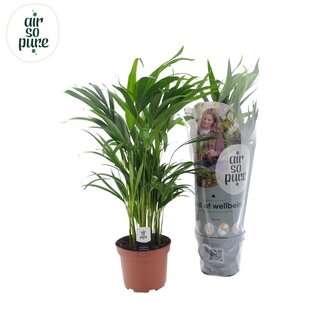 Koning Bamboe Dypsis Lutescens kamerplant 65 cm