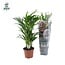 Dypsis Lutescens kamerplant 65 cm potmaat 17 cm