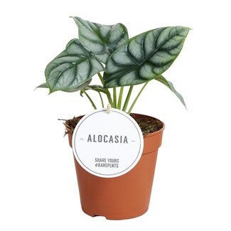 Koning Bamboe Alocasia Silver Dragon kamerplant 25 cm