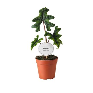 Koning Bamboe Alocasia Jacklyn kamerplant 30 cm
