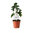 Alocasia Jacklyn kamerplant 30 cm potmaat 12 cm