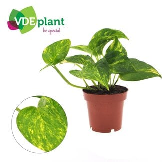 Koning Bamboe Epipremnum Aureum houseplant 25 cm