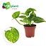 Epipremnum Aureum kamerplant 25 cm potmaat 12 cm