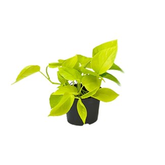 Koning Bamboe Epipremnum Golden Pothos Scindapsus kamerplant 15 cm