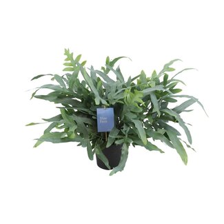 Koning Bamboe Phlebodium Aureum Blue Star kamerplant 50 cm