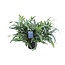 Phlebodium Aureum Blue Star houseplant 50 cm pot size 17 cm