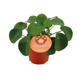 Koning Bamboe Pilea Peperomioides kamerplant 15 cm