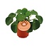 Pilea Peperomioides kamerplant 15 cm potmaat 10.5 cm