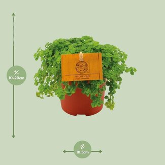 Koning Bamboe Pilea Depressa kamerplant 15 cm