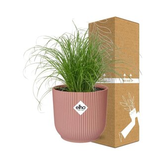 Koning Bamboe Cyperus Alternifolius Zumula in ELHO Vibes Fold roze kamerplant 28 cm