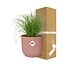 Cyperus Alternifolius Zumula in ELHO Vibes Fold pink houseplant 28 cm pot size 12 cm