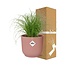 Cyperus Alternifolius Zumula in ELHO Vibes Fold roze kamerplant 28 cm potmaat 12 cm